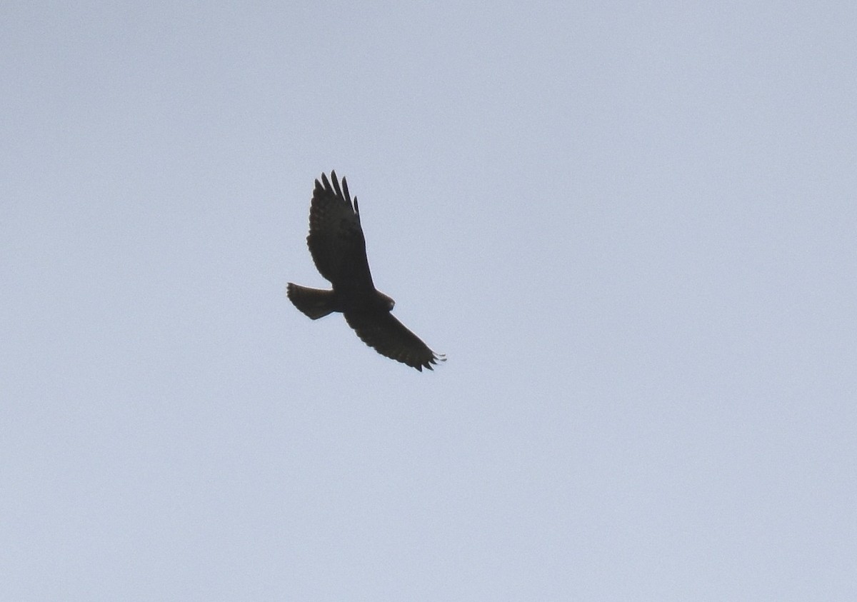 Zone-tailed Hawk - ML78794251