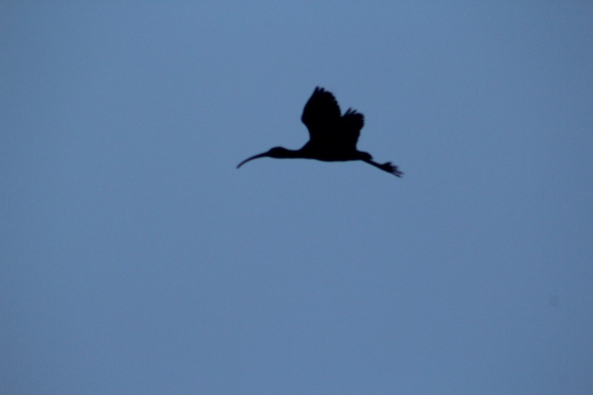 Ibis à face blanche - ML78794431