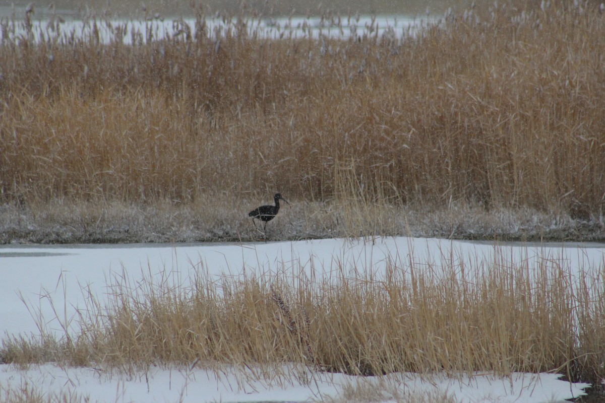 White-faced Ibis - ML78794441