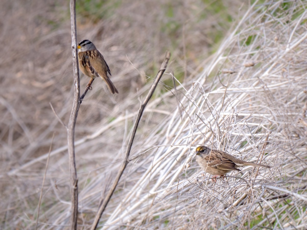 Golden-crowned Sparrow - ML78795191