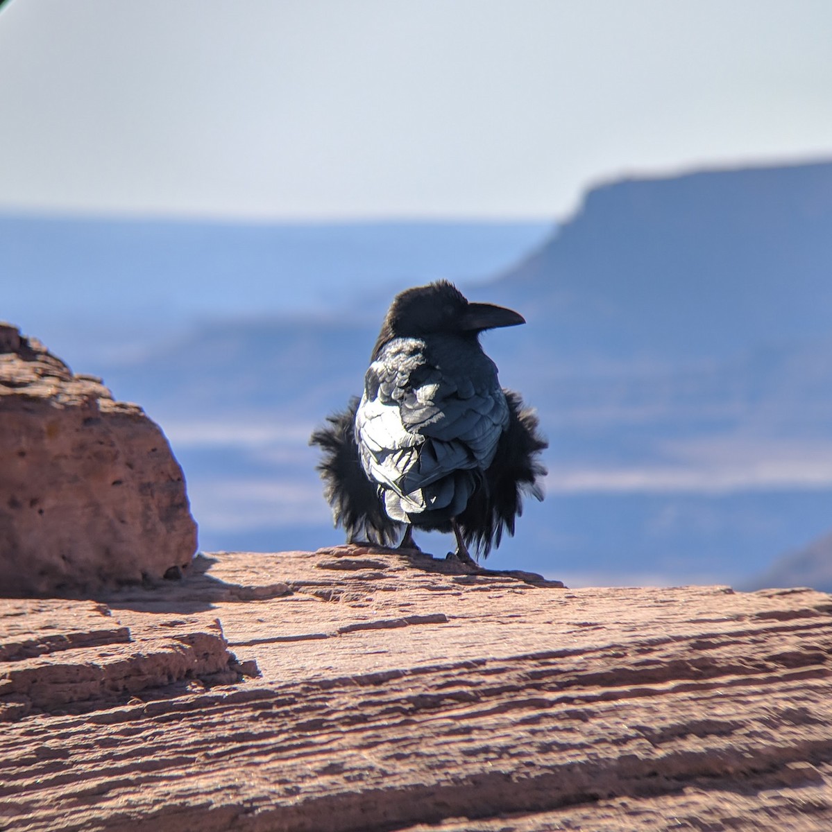 Common Raven - ML78795251