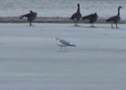 Iceland Gull (Thayer's) - ML78795481