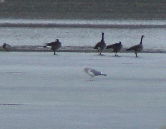 Iceland Gull (Thayer's) - Matt Yawney