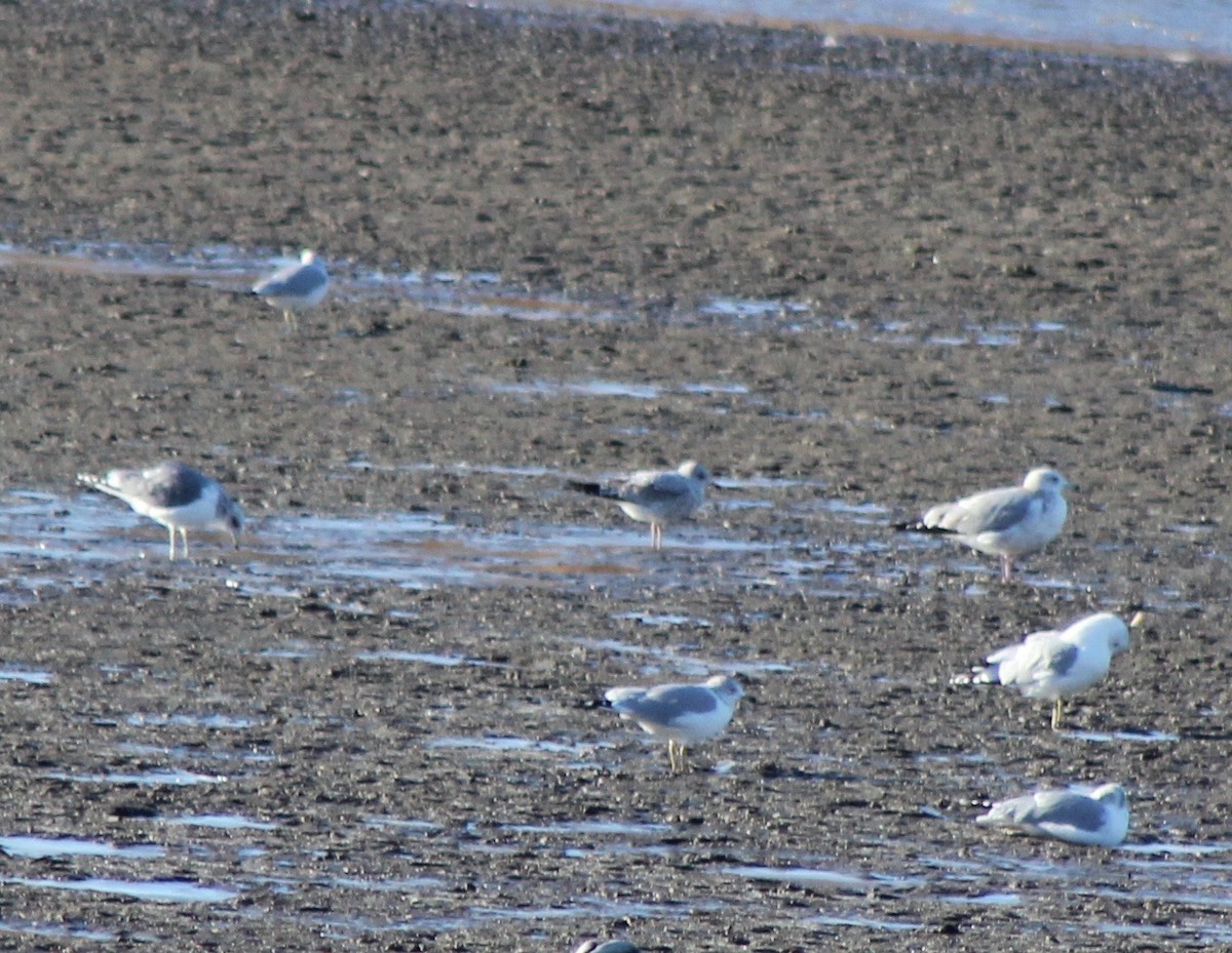 Short-billed Gull - ML78795781