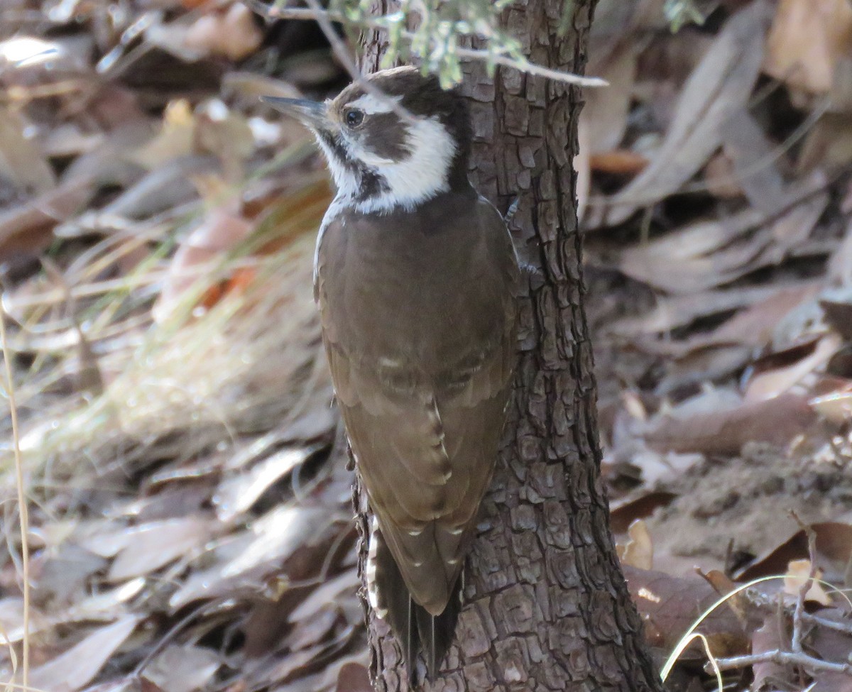 Arizona Woodpecker - Jan Thom