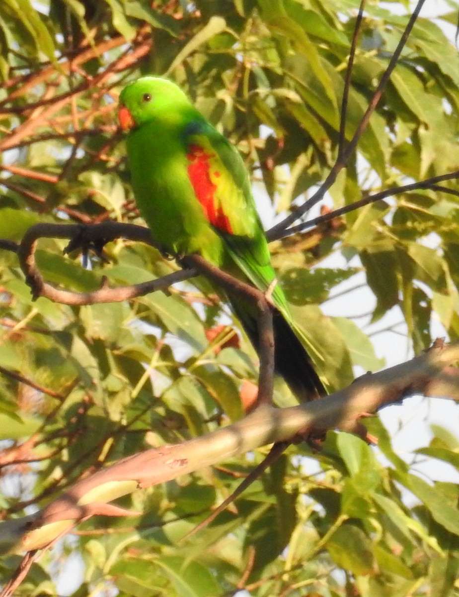 Olive-shouldered Parrot - Colin Trainor