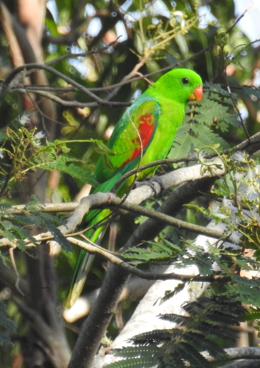 Папужець-червонокрил тиморський - ML78797201