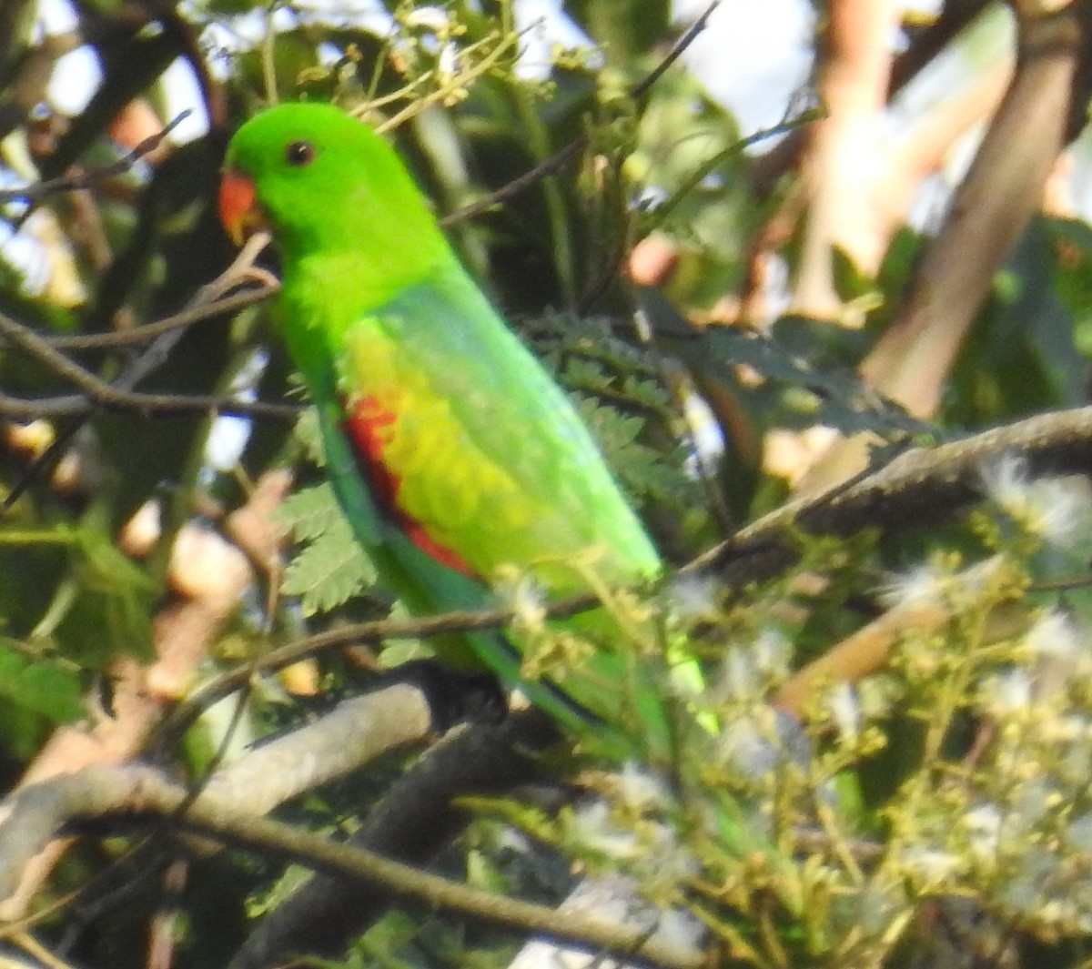 Olive-shouldered Parrot - Colin Trainor