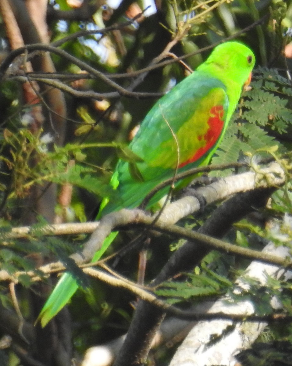 Папужець-червонокрил тиморський - ML78797221