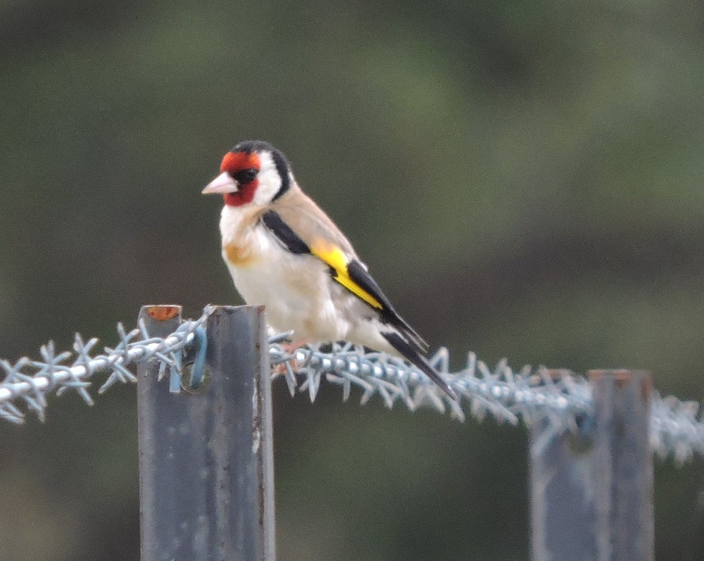 European Goldfinch - ML78797921