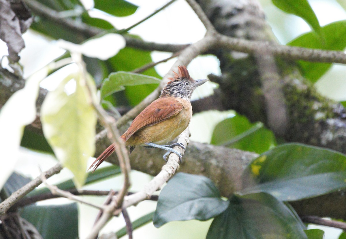 Barred Antshrike - Michael Muchmore