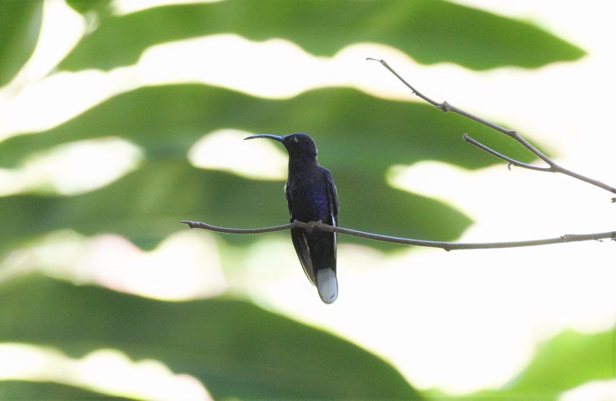 Colibrí Morado - ML78798341