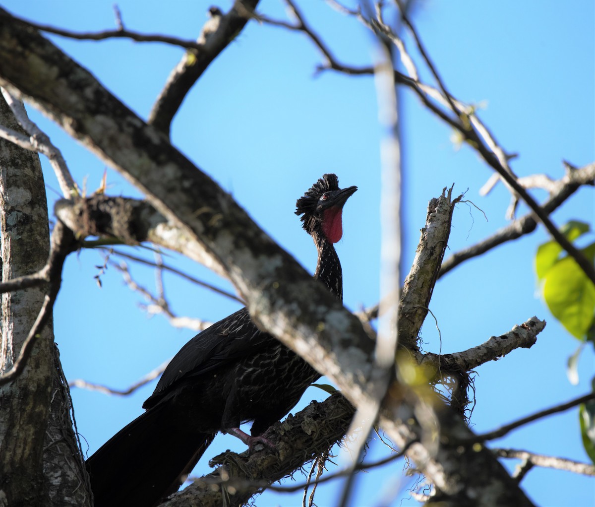 Crested Guan - Michael Muchmore