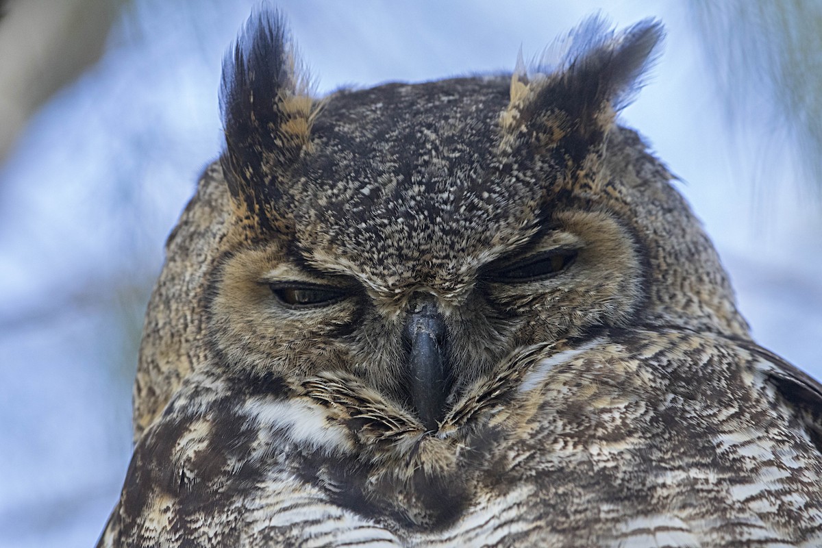 Great Horned Owl - ML78798811