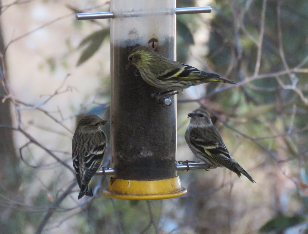 Pine Siskin - ML78799111