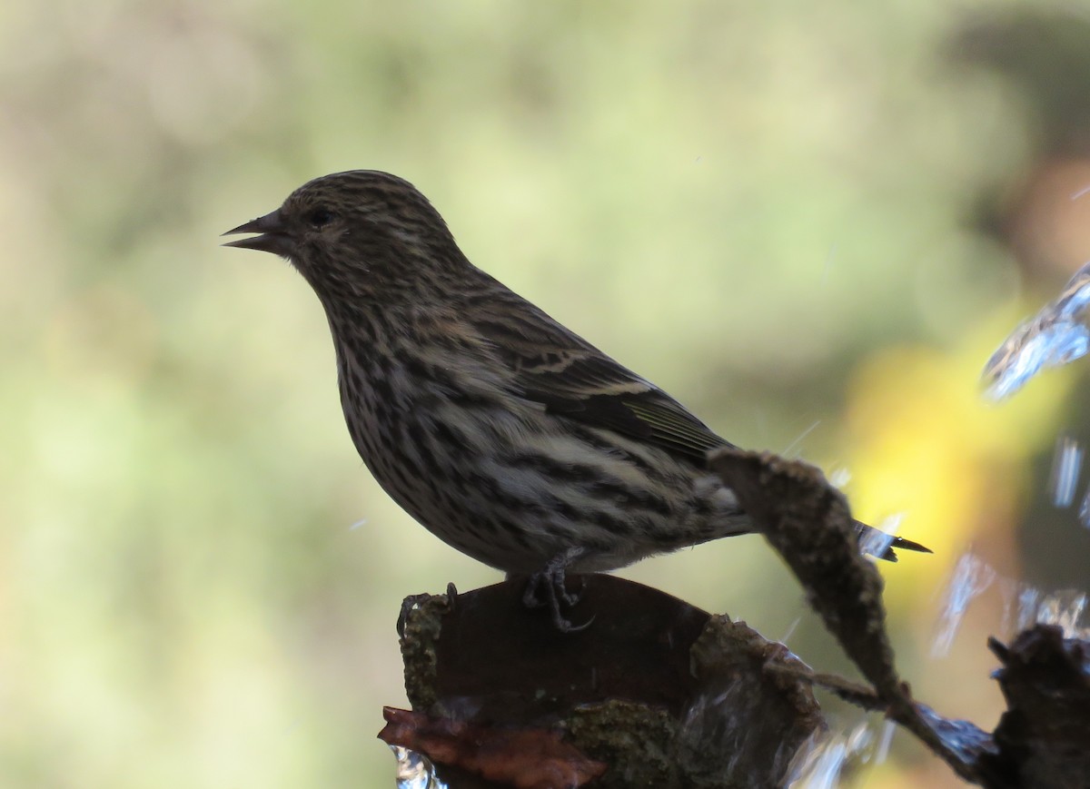 Pine Siskin - ML78799141