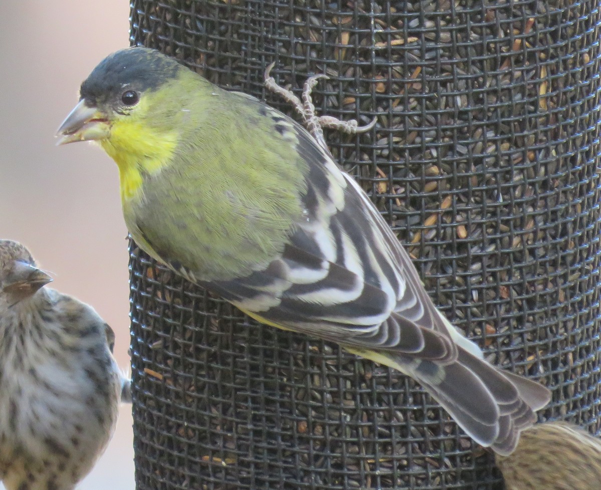 Lesser Goldfinch - ML78799181