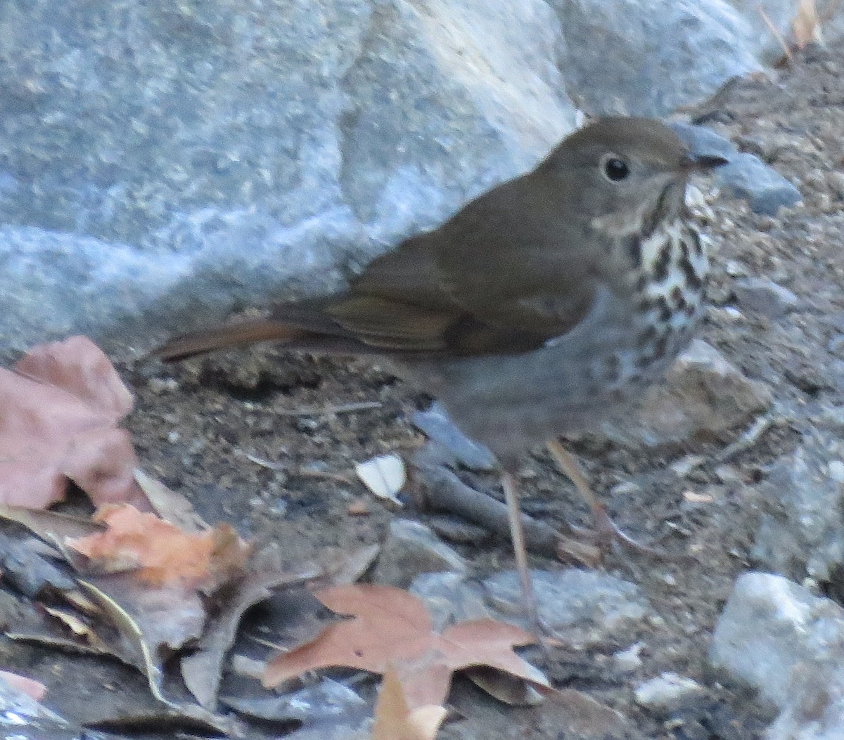 Hermit Thrush - ML78800221