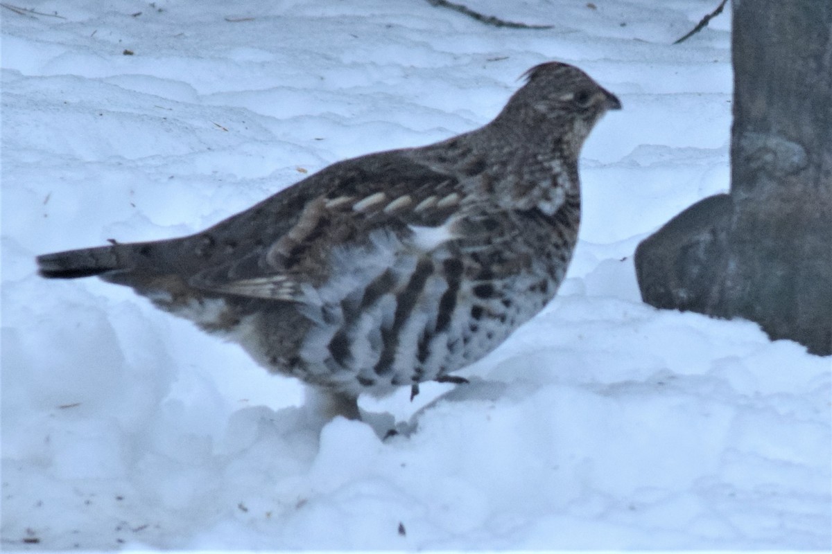 Ruffed Grouse - ML78801061