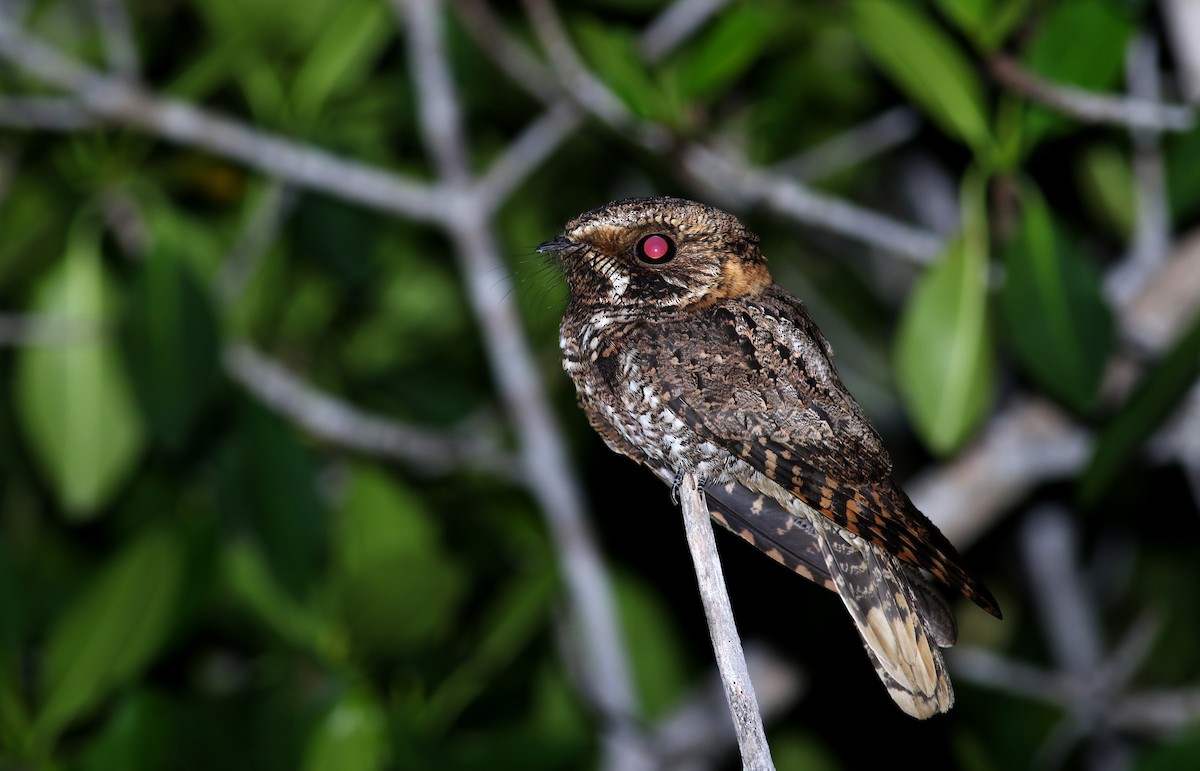 Yucatan Nightjar - ML78801431