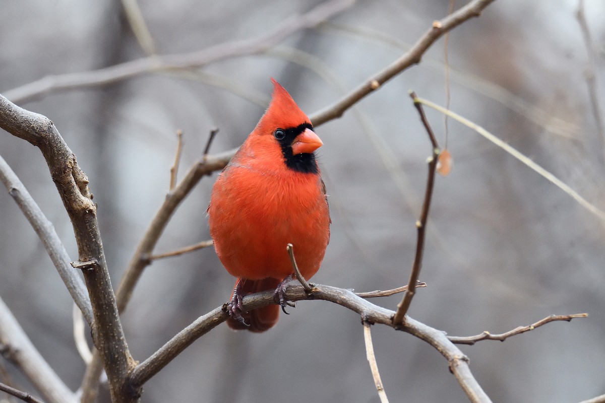 Northern Cardinal - ML78801591