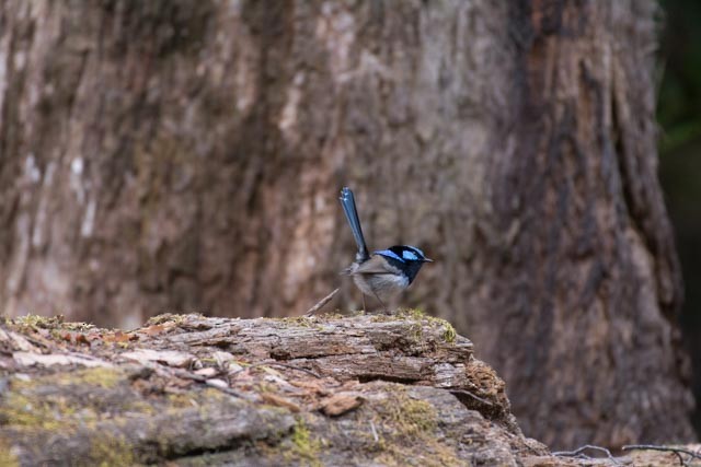 Superb Fairywren - ML78801671