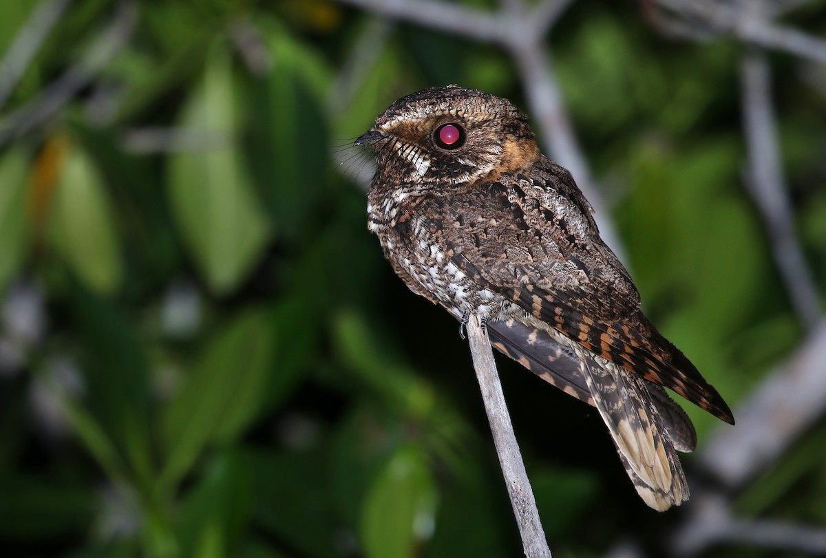 Yucatan Nightjar - ML78801721