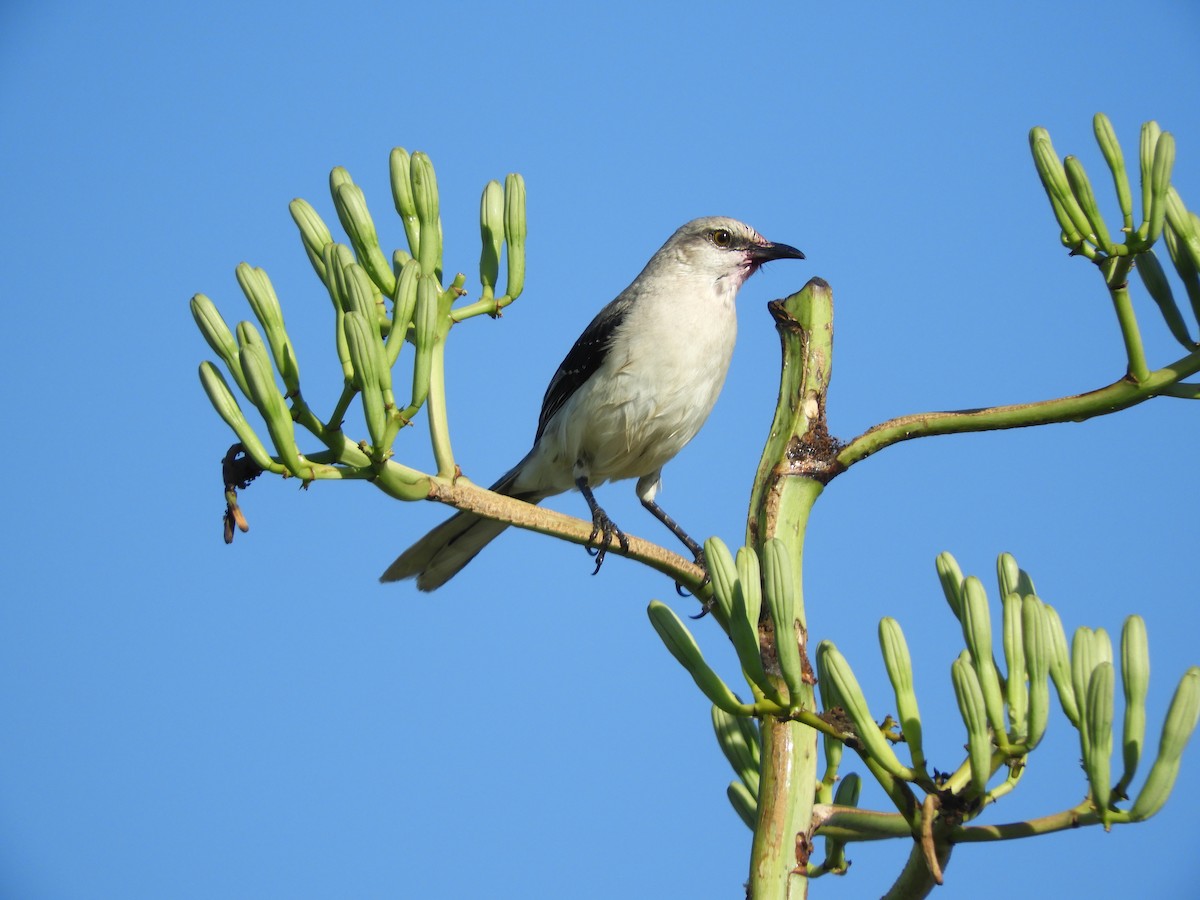 Tropenspottdrossel (gracilis/leucophaeus) - ML78801781