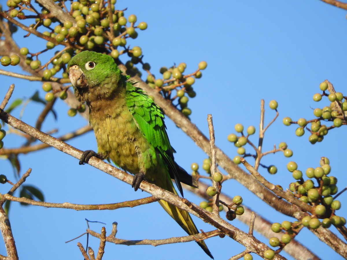 Olive-throated Parakeet - Luis Trinchan