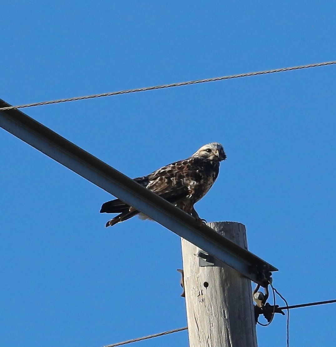 Rough-legged Hawk - ML78802411