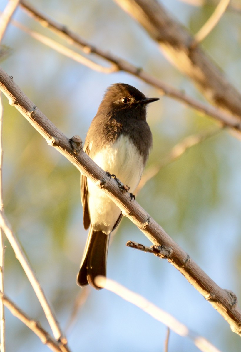 Black Phoebe - Tim DeJonghe