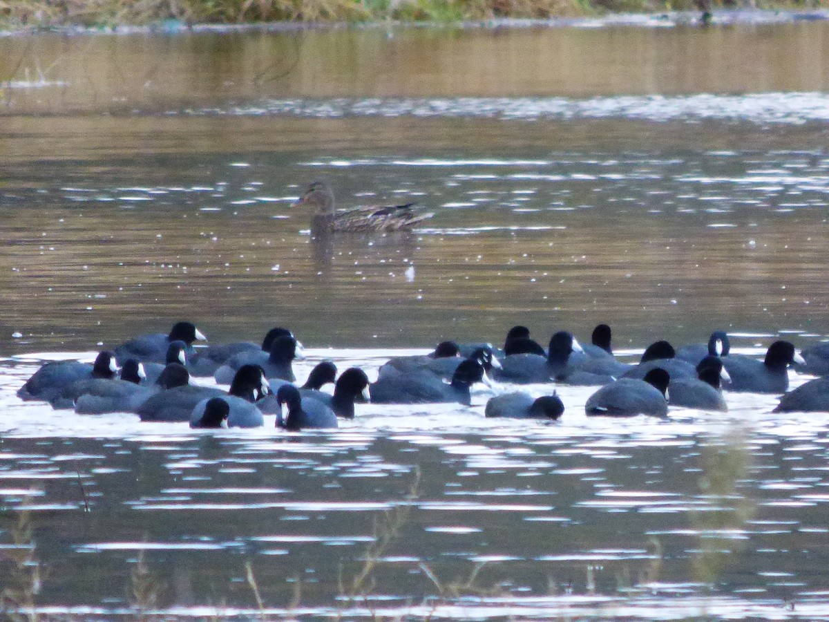 American Coot - Antonieta Gonzalez Soto