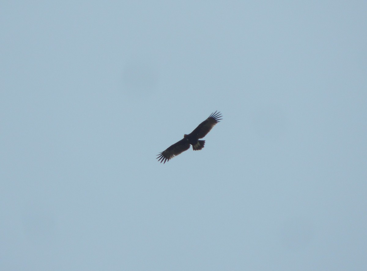 Greater Spotted Eagle - ML78808651