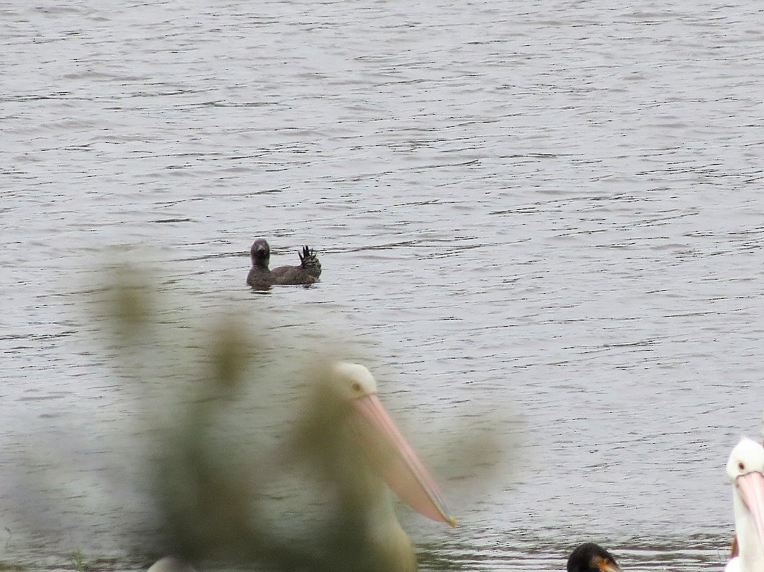 Musk Duck - ML78808981