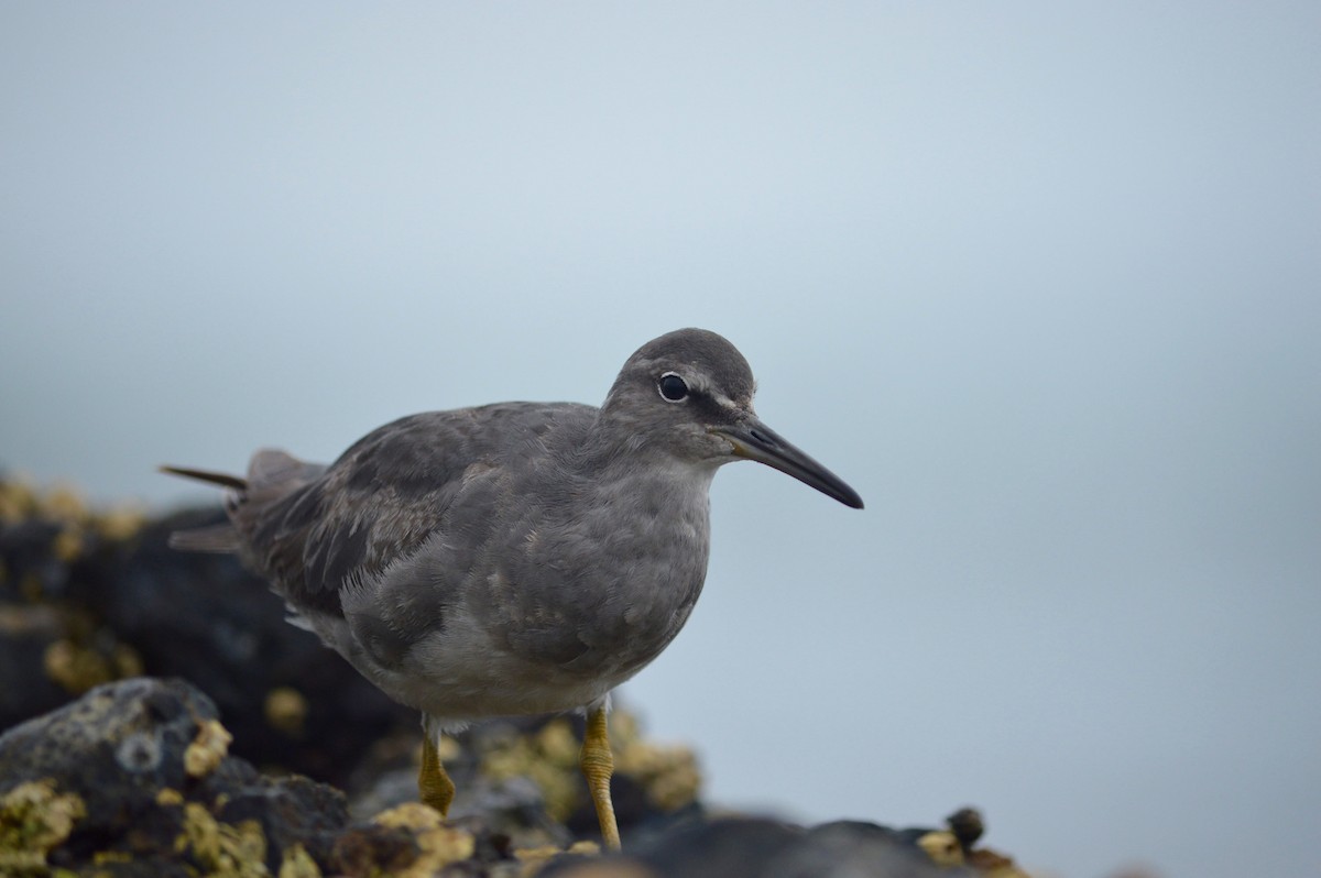 Wandering Tattler - ML78809221