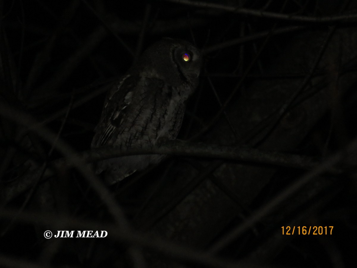 Eastern Screech-Owl - Jim Mead