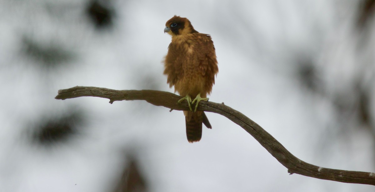 Alcotán Australiano - ML78810781