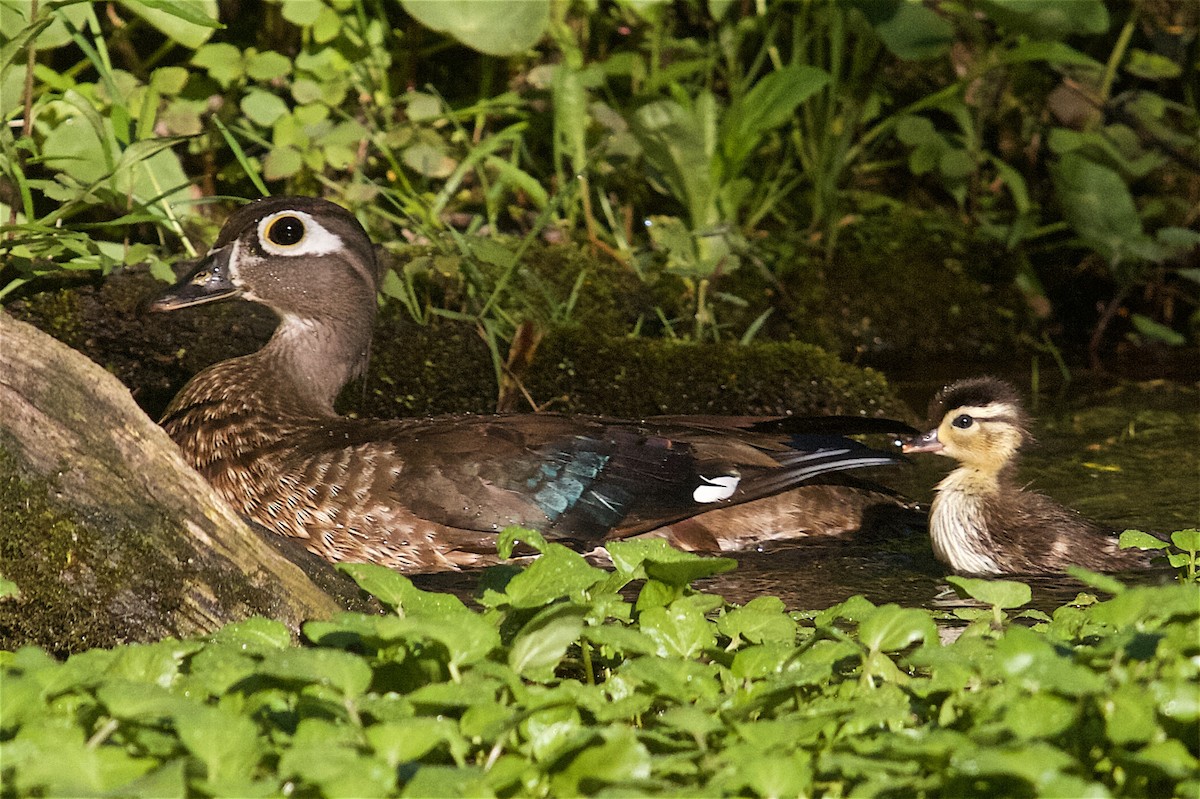 Wood Duck - Jack & Holly Bartholmai