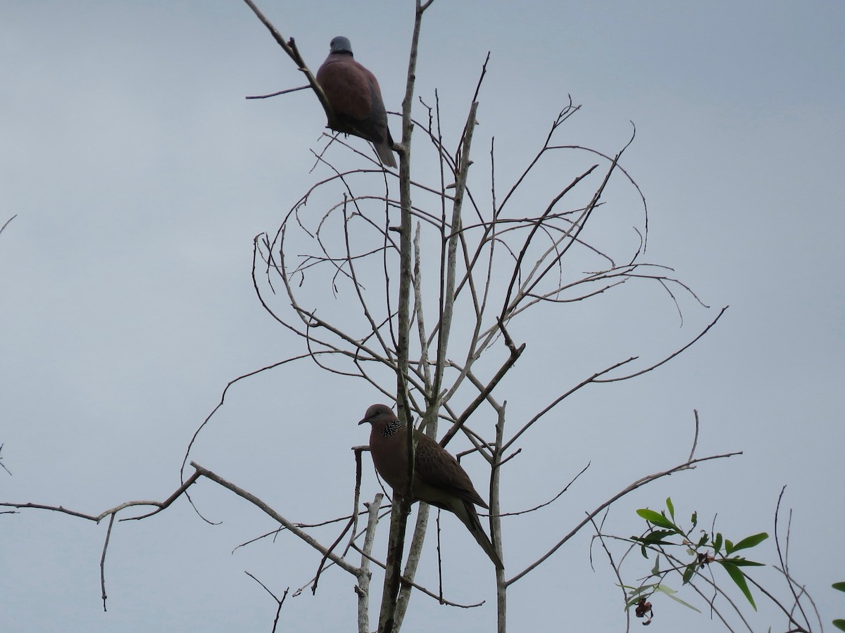 Red Collared-Dove - Ursula K Heise