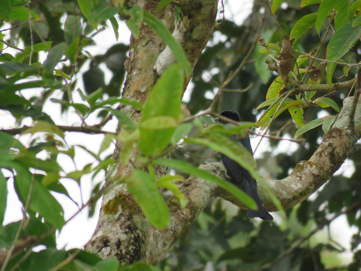 Square-tailed Drongo-Cuckoo - Ursula K Heise