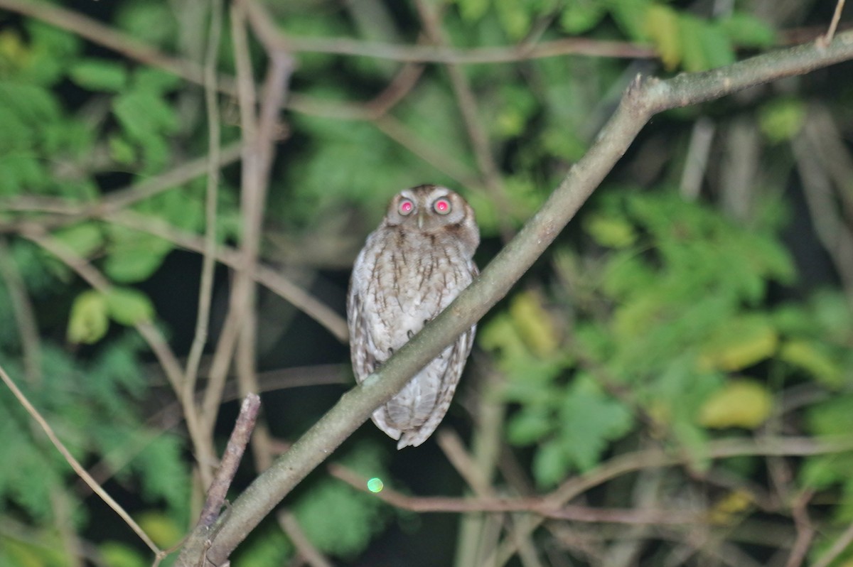 Middle American Screech-Owl - ML78812591