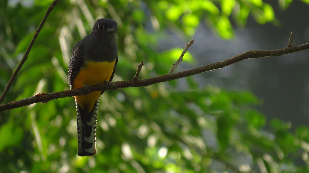 Gartered Violaceous Trogon - Jorge Muñoz García   CAQUETA BIRDING