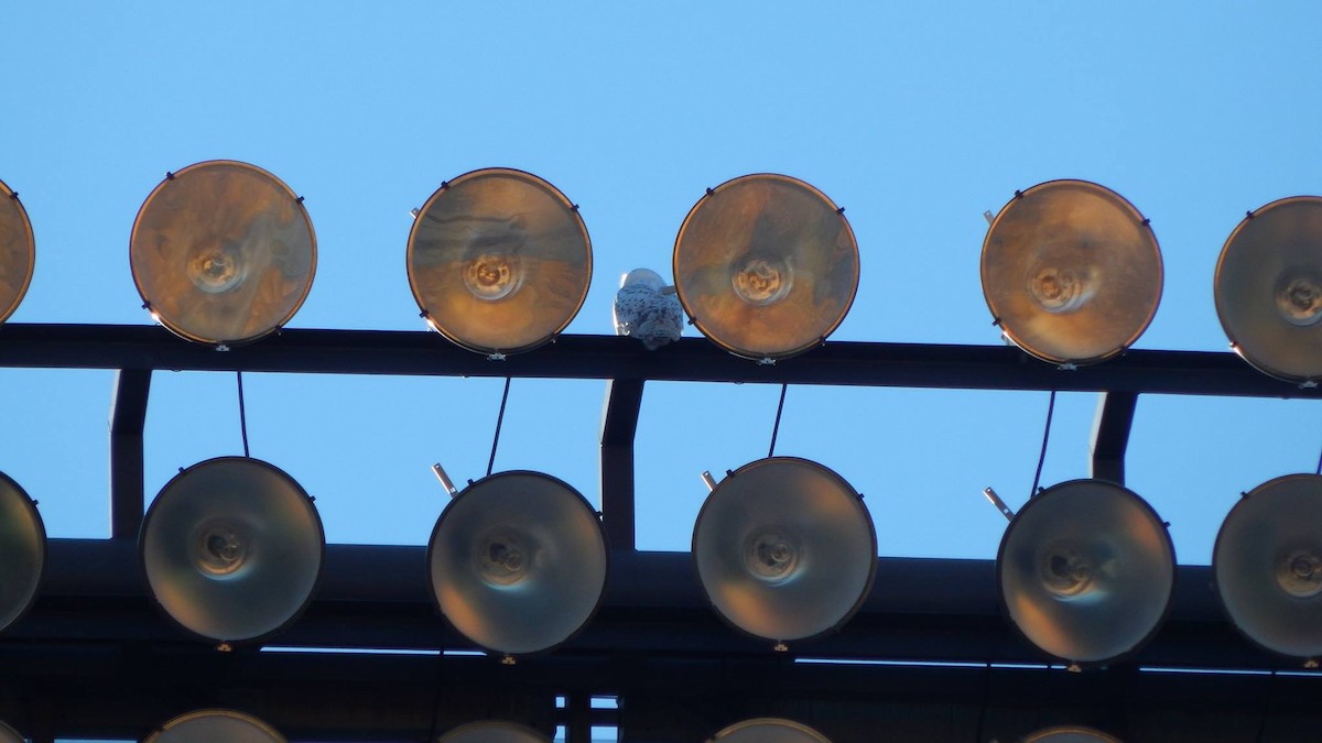 Snowy Owl - ML78813961