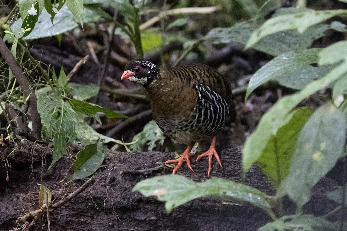 Red-billed Partridge - Tony Palliser