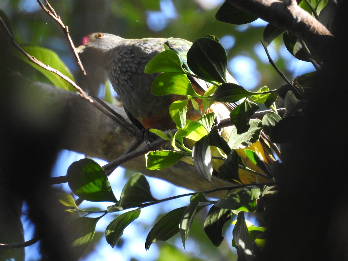 Rose-crowned Fruit-Dove - ML78815851