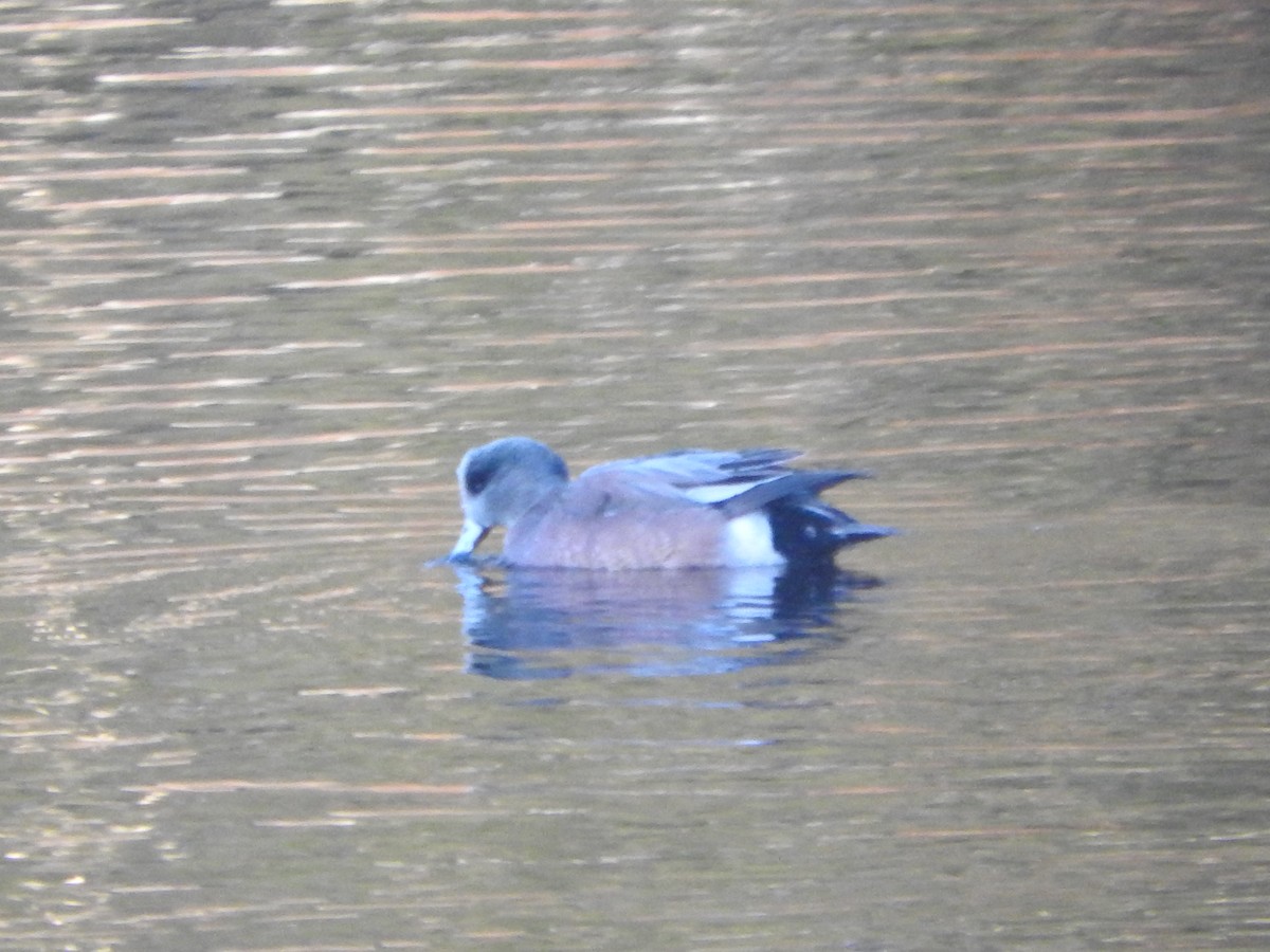 American Wigeon - ML78816431