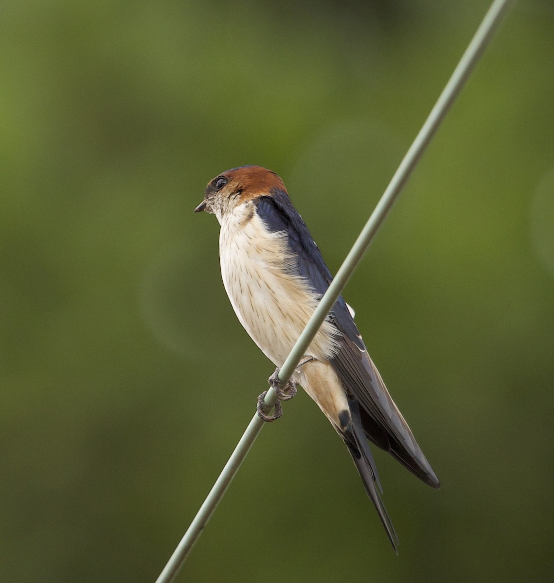 Eastern Red-rumped Swallow (Daurian) - ML78816921