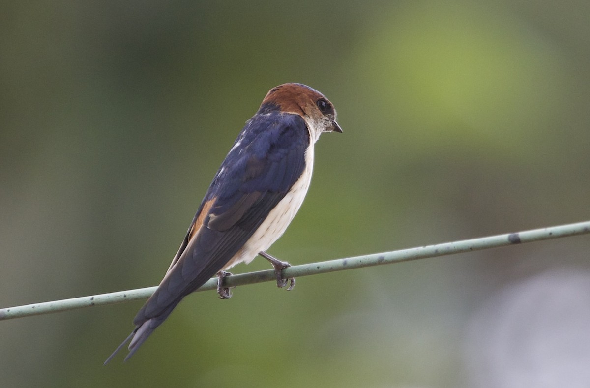 Eastern Red-rumped Swallow (Daurian) - ML78816931