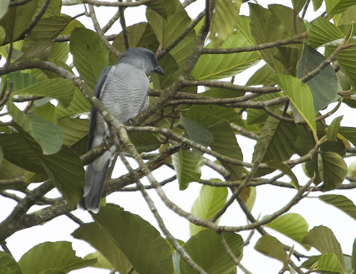 Indian Cuckooshrike - ML78816971