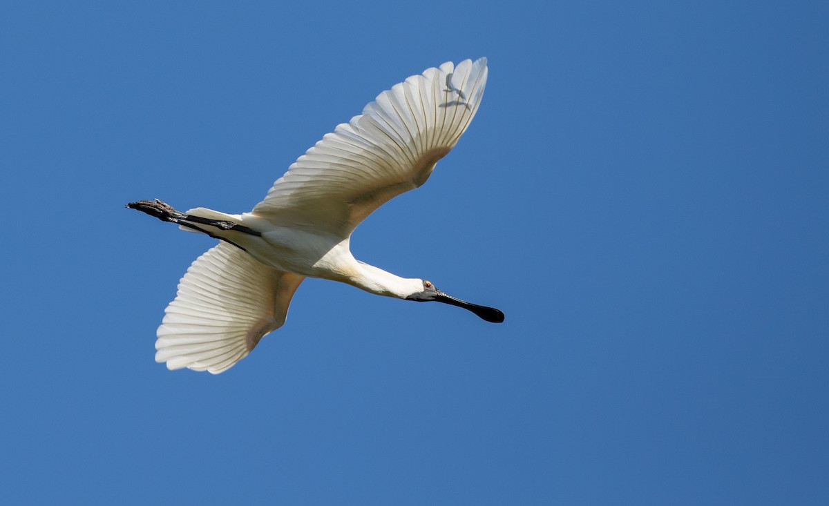 Royal Spoonbill - Ian Davies